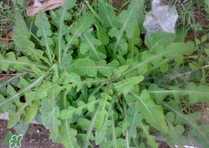 春天吃什么野菜好？春天吃什么野菜降血壓？