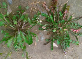 野生薺菜幾月份有？野生薺菜什么時候有？