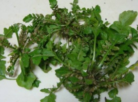 野生薺菜幾月份有？野生薺菜什么時候有？