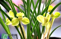 蘭花怎么養(yǎng)？蘭花怎么種？