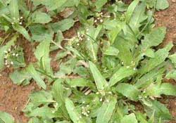 野生薺菜幾月份有？野生薺菜什么時候有？