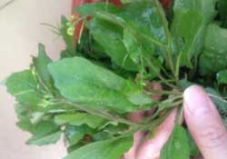 春天吃什么野菜好？春天吃什么野菜降血壓？