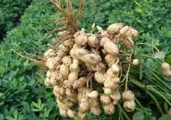 春天能種花生嗎？春天什么時候種花生？
