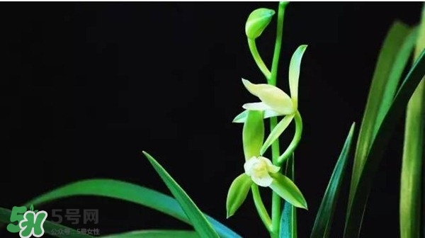蘭花怎么養(yǎng)？蘭花怎么種？