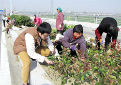 植樹節(jié)可以種什么植物？植樹節(jié)種什么植物好？
