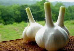 大蒜爛了一點(diǎn)還能吃嗎？大蒜爛根是怎么回事？