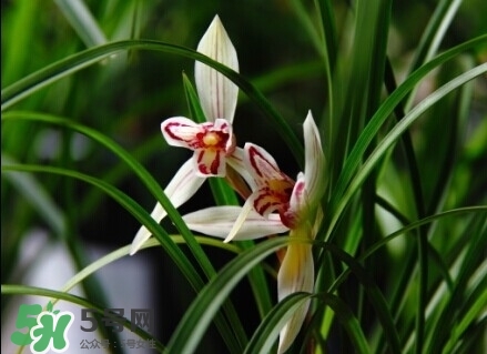蘭花怎么養(yǎng)？蘭花怎么種？