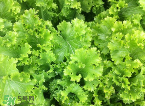 春天能種生菜嗎？生菜春天可以種嗎？