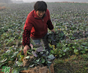 春天能種油菜嗎？油菜春天什么時候種植？