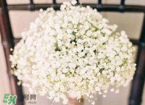 春天能種滿天星嗎？什么時候最適合種植滿天星？
