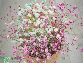 春天能種滿天星嗎？什么時候最適合種植滿天星？