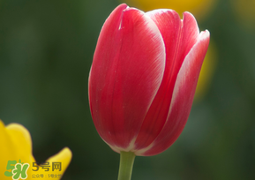 春天可以種郁金香嗎？郁金香可以春天種嗎？