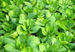 春天種植什么蔬菜好？春季適合種植的蔬菜