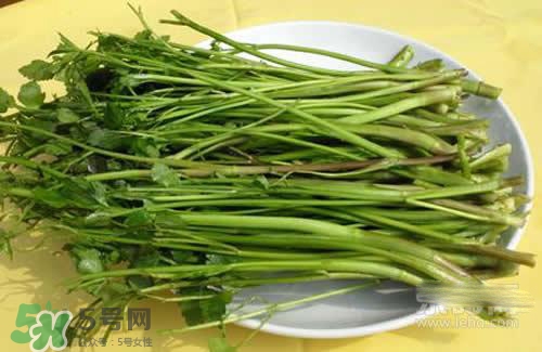 吃野芹菜會(huì)中毒嗎？吃野芹菜中毒了怎么辦？