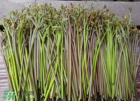 蕨菜是什么菜？蕨菜是什么？