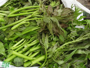 蕨菜是什么菜？蕨菜是什么？