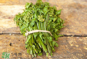蕨菜可以冷凍嗎？蕨菜可以放冰箱嗎？