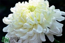 清明節(jié)掃墓買什么顏色菊花？清明節(jié)上墳用什么顏色菊花？