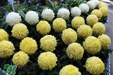 清明節(jié)掃墓買什么顏色菊花？清明節(jié)上墳用什么顏色菊花？