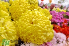 清明節(jié)掃墓為什么用菊花？清明節(jié)上墳為什么要送菊花？