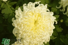 清明節(jié)掃墓為什么用菊花？清明節(jié)上墳為什么要送菊花？