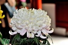 清明節(jié)掃墓為什么用菊花？清明節(jié)上墳為什么要送菊花？