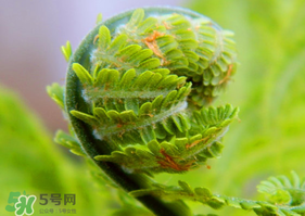 蕨菜怎么處理？新鮮蕨菜怎么處理？