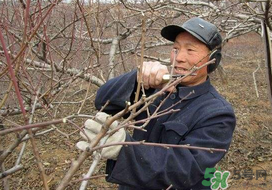 春天桃樹能剪枝嗎？桃樹春季什么時(shí)間剪枝？