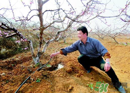 桃樹春天什么時(shí)候澆水？桃樹什么時(shí)候澆水？