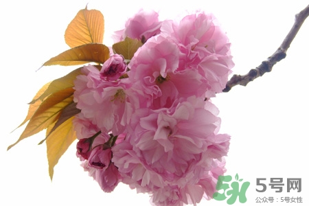 春天容易得水痘嗎？春天是水痘的高發(fā)季節(jié)嗎？