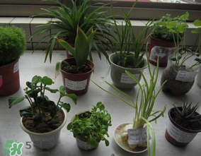春天種什么植物？春天適合種什么植物？