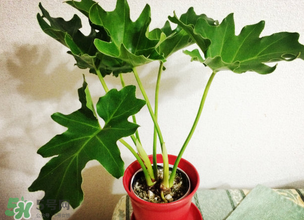 春天種什么植物？春天適合種什么植物？