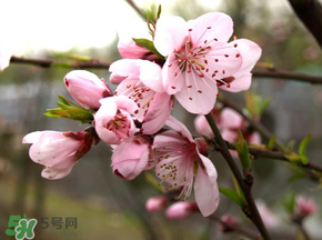 四月份還有桃花嗎？桃花幾月份開(kāi)？