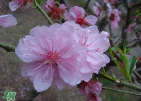 四月份還有桃花嗎？桃花幾月份開(kāi)？