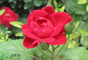 春天可以種玫瑰嗎？春天適合種玫瑰嗎？