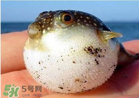 河豚怎么吃才沒毒？吃河豚的禁忌