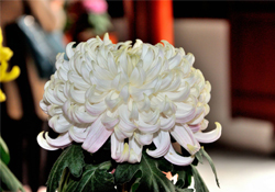 清明節(jié)掃墓買什么顏色菊花？清明節(jié)上墳用什么顏色菊花？