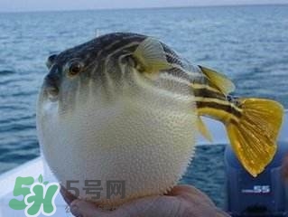 河豚怎么吃才沒毒？吃河豚的禁忌