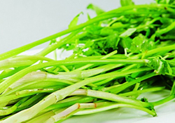 吃野芹菜會(huì)中毒嗎？吃野芹菜中毒了怎么辦？