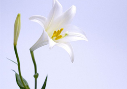 清明節(jié)上墳可以帶百合花嗎？清明節(jié)掃墓能用百合花嗎？