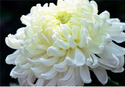 清明節(jié)掃墓為什么用菊花？清明節(jié)上墳為什么要送菊花？