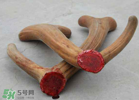 ?春天可以吃鹿茸嗎？鹿茸什么季節(jié)吃最合適？
