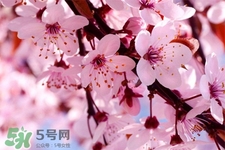 春分是春天的開始嗎？春分是春天來(lái)的意思嗎？