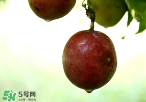 春天能吃百香果嗎？春天吃百香果好嗎？