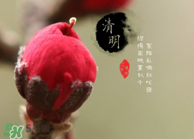 清明節(jié)為什么要吃清明果？為什么清明節(jié)要吃清明果？