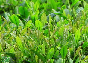 清明茶什么時(shí)候采？采清明茶什么時(shí)候結(jié)束？