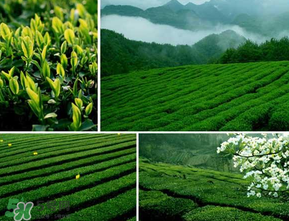 清明茶什么時(shí)候采？采清明茶什么時(shí)候結(jié)束？