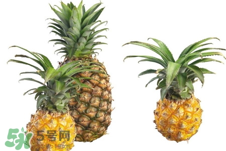 菠蘿可以吸甲醛嗎？菠蘿可以除甲醛嗎？