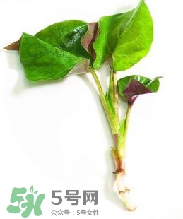 折耳根的功效與作用 折耳根有什么功效？