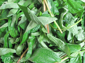 清明菜是什么菜？清明菜是艾草嗎？